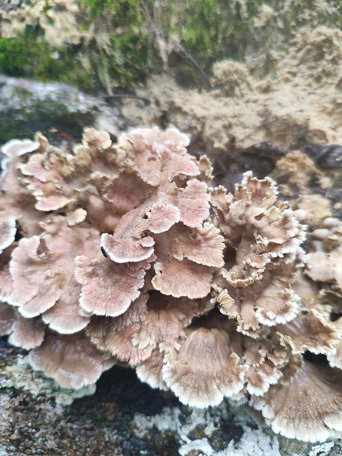 [Thumbnail for IMG_20251031_135238.jpg]