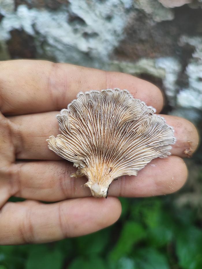 [Thumbnail for IMG_20251031_135258.jpg]