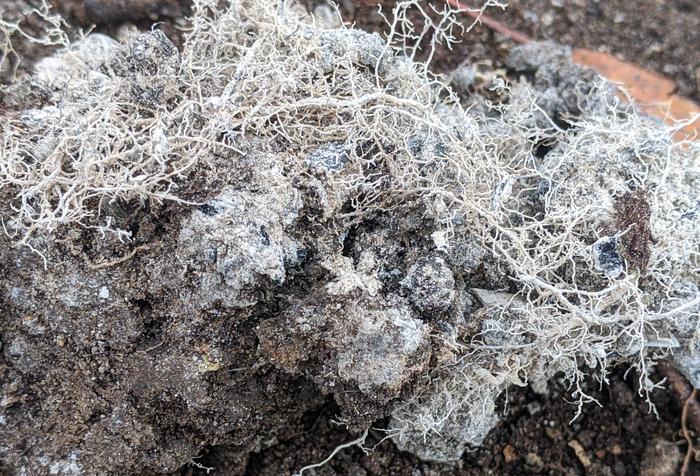 [Thumbnail for PXL_20251122_213300780.jpg]