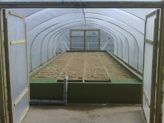 [Thumbnail for reedbed-module-system-in-polytunnel.jpg]
