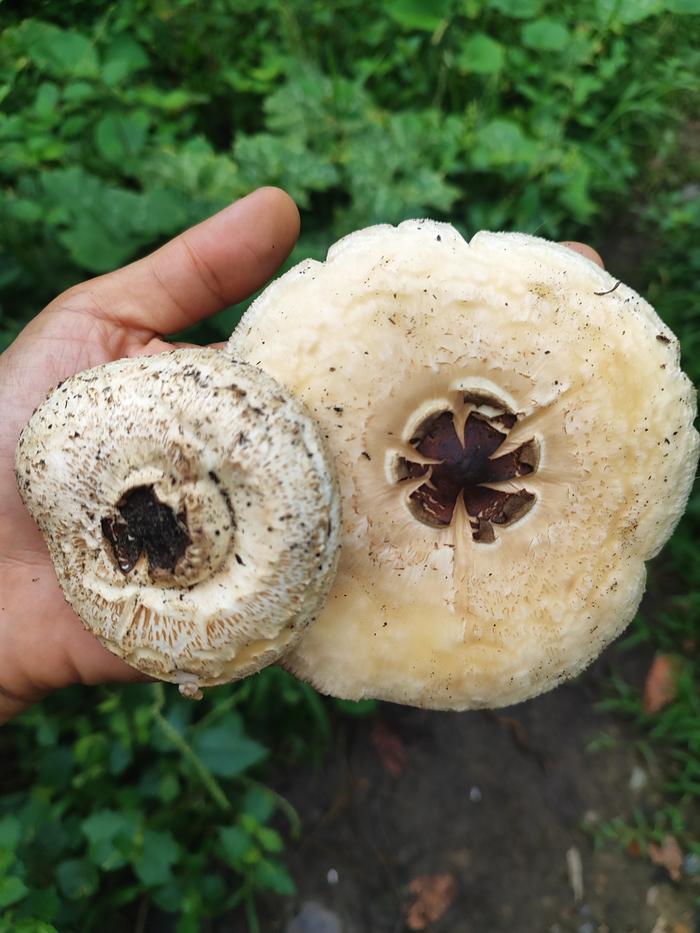 [Thumbnail for IMG_20251104_154113.jpg]