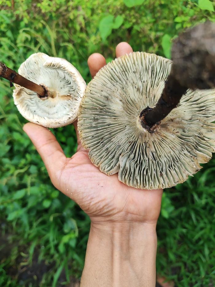 [Thumbnail for IMG_20251104_153736.jpg]