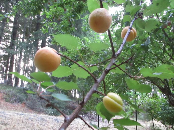 [Thumbnail for IMG_0501.jpeg]