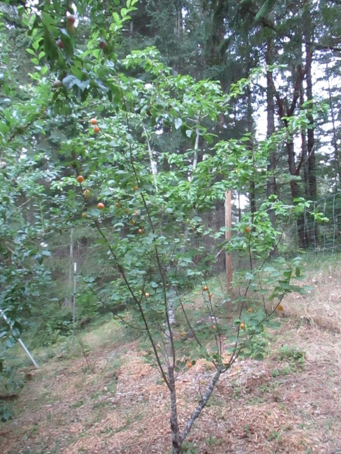 [Thumbnail for IMG_0502.jpeg]