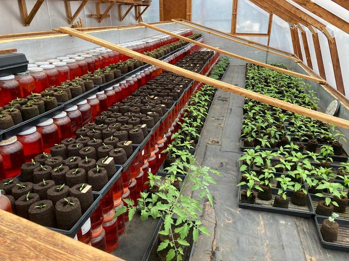 tomato seedlings in coldframe inside hoop tunnel with water jars as thermal mass