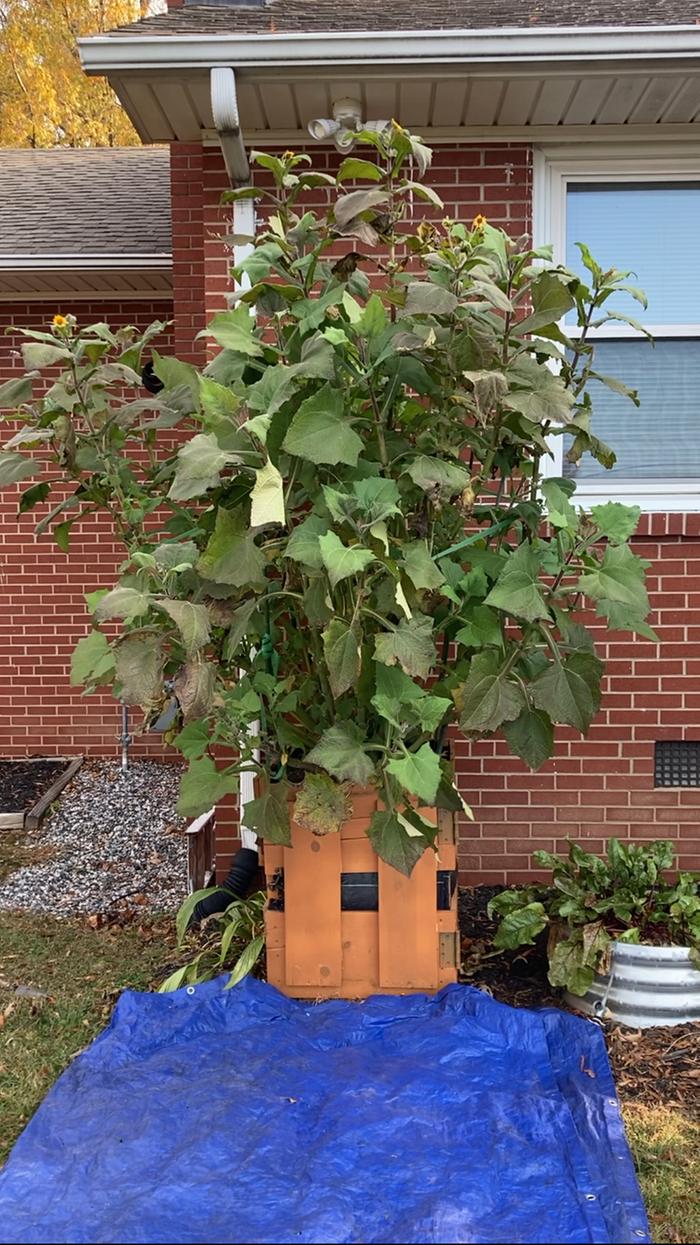 The plant itself was 6 and a half feet tall. 