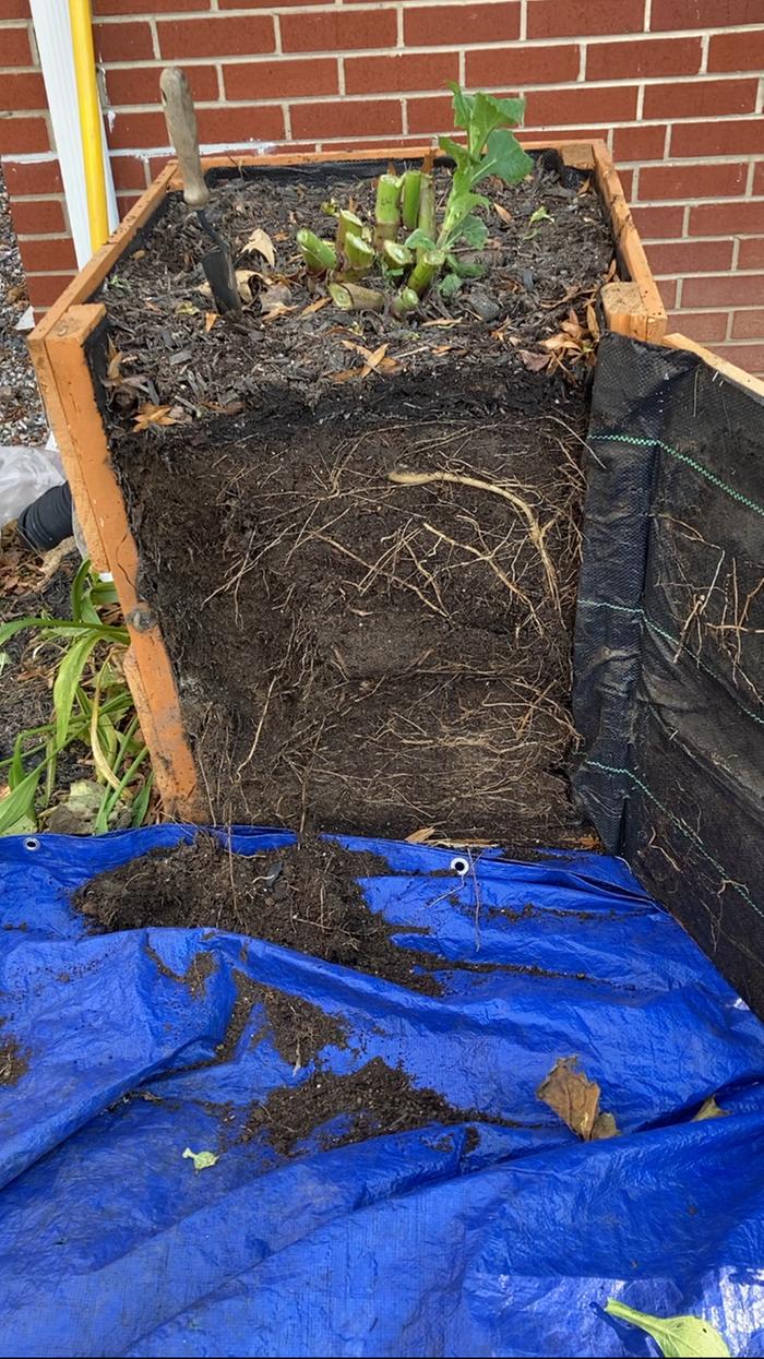 Nice deep root system