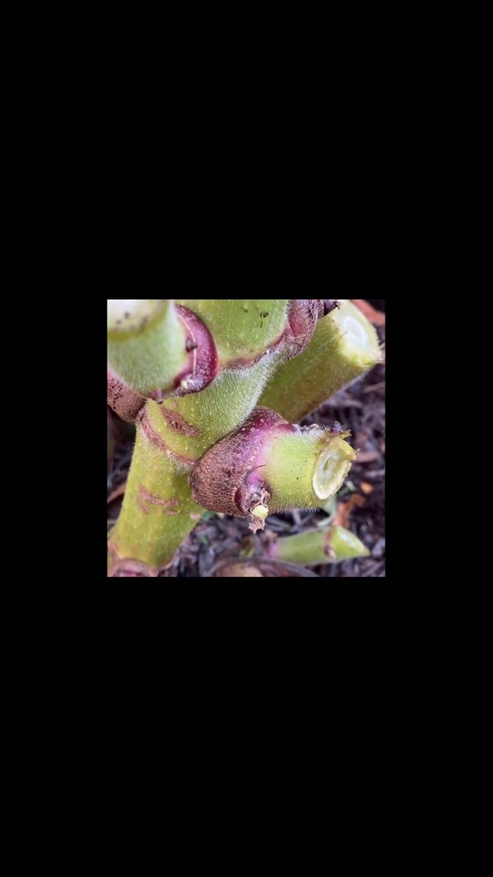 I’ve seen people plant these so I will try