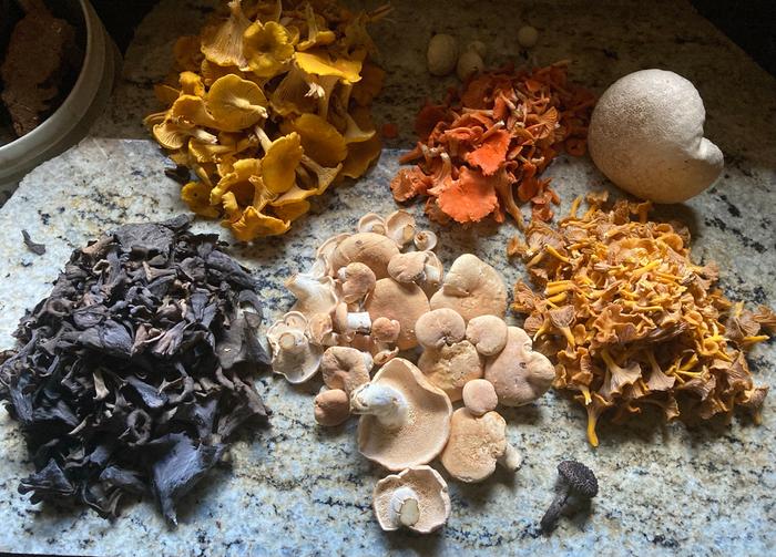 colourful foraged mushrooms