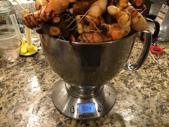 My second harvest of turmeric. The first one gave us 8 pounds