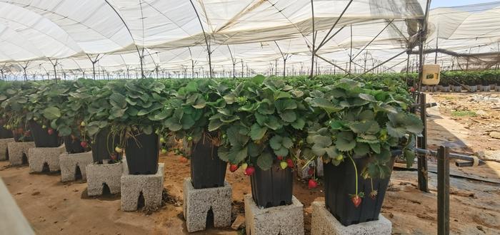 7l pot for strawberry