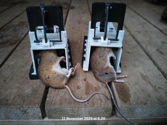 best Mouse trap 
