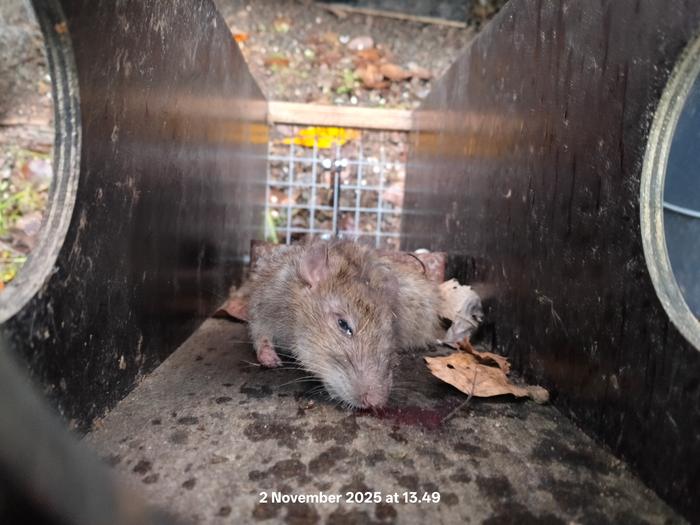 Rat trap in action 