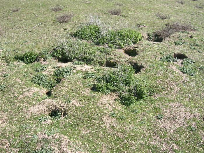 [Thumbnail for 46-rabbit-warren-Oaky-Ck-29Aug2007-BrianLukins-2566415627.jpg]