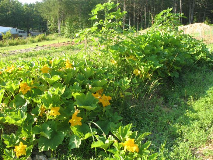 Really happy hugel with pumpkins, peas, herbs, random tomatoes from the compost pile