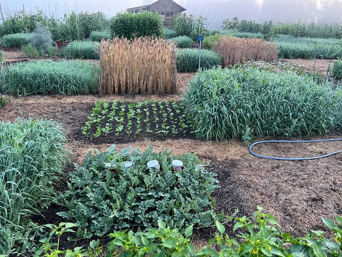 healthy vegetable garden with square planting beds