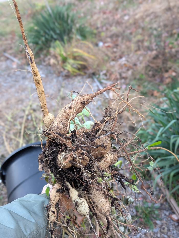 [Thumbnail for PXL_20251116_212707446.PORTRAIT.jpg]