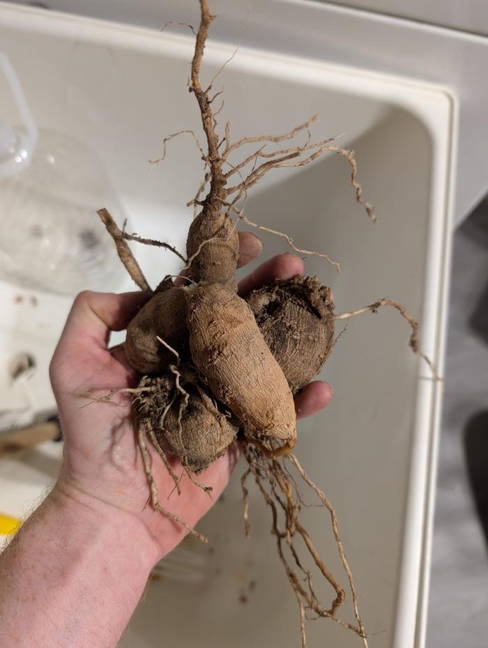 hand holding Dahlia tubers