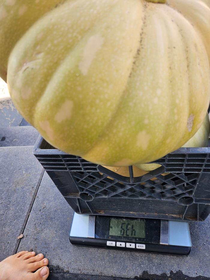 Pumpkins, 43.91 lbs.