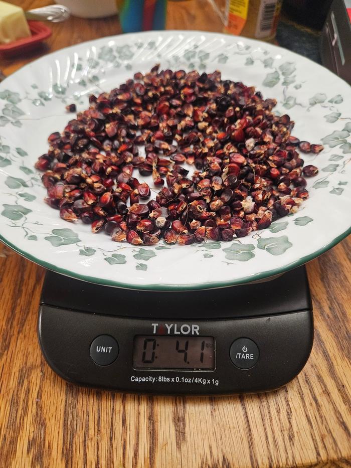 Healthy dried corn kernels