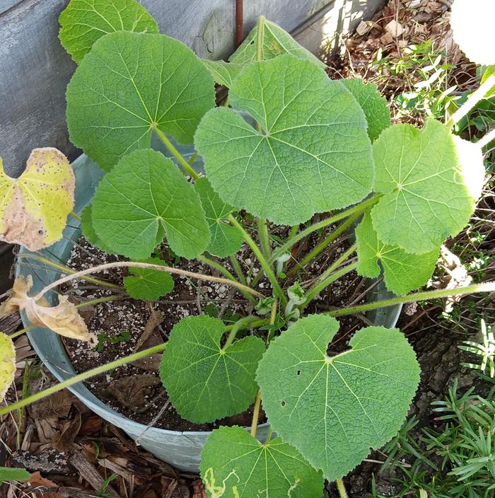 [Thumbnail for IMG_20251118_144218_698-2.jpg]