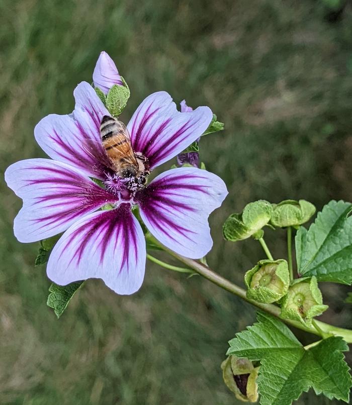 [Thumbnail for hollyhock.jpg]