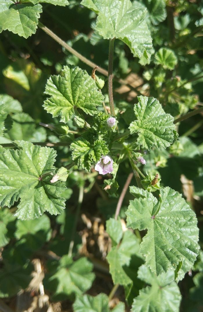 Wild Mallow