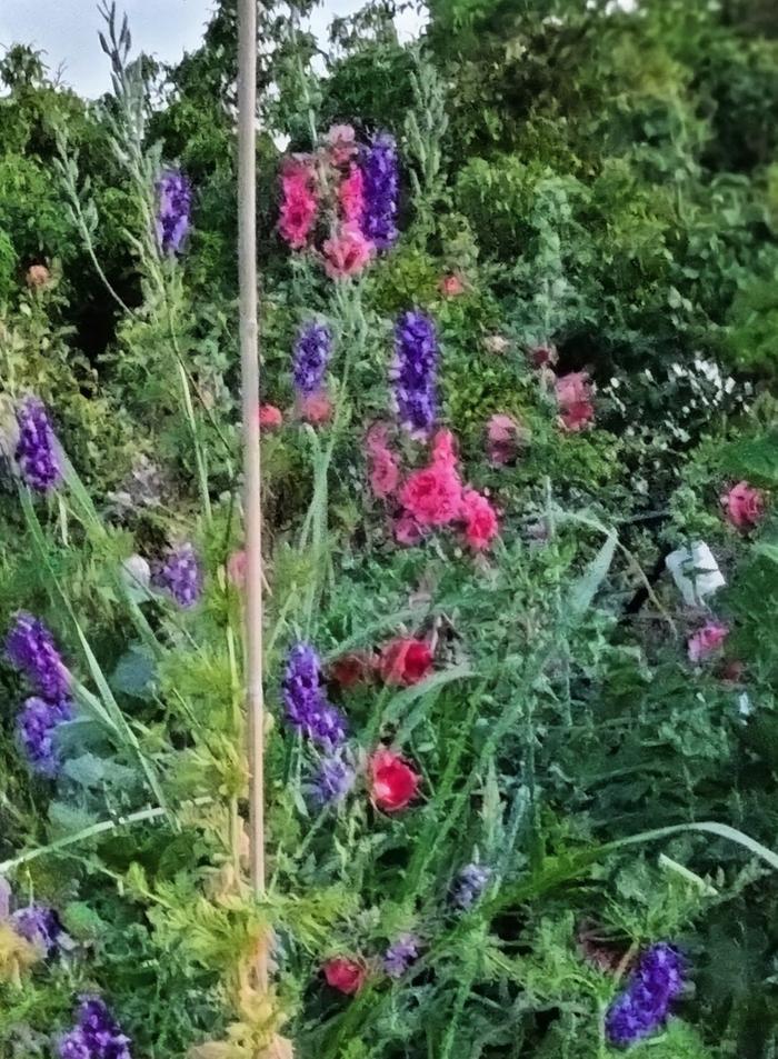 The pink ones in the background are hollyhocks 