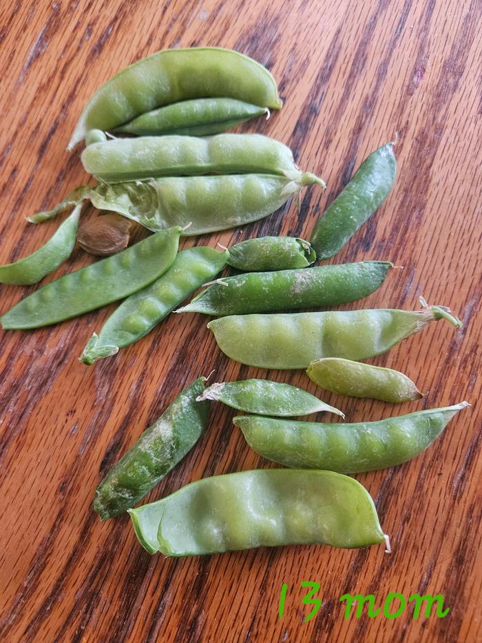 Even more peas