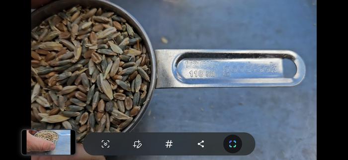 Half a cup of spelt grains