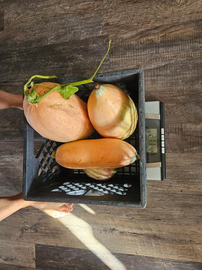 4 medium banana squashes