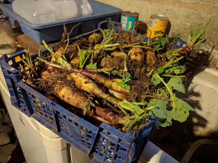 Lots of little Neeps in a basket