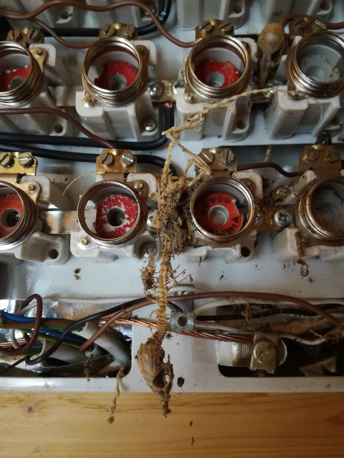 [Thumbnail for Dead-rats-1.jpg]