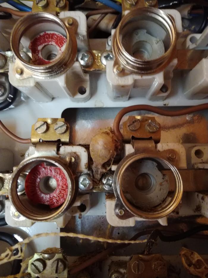 [Thumbnail for Dead-rats-2.jpg]