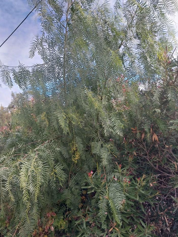 [Thumbnail for 20251121_105937.jpeg]