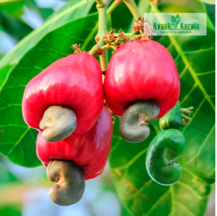 Cashew apple, with cashew nuts attached