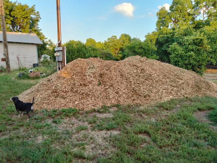 2023 over enthusiastic wood chips 