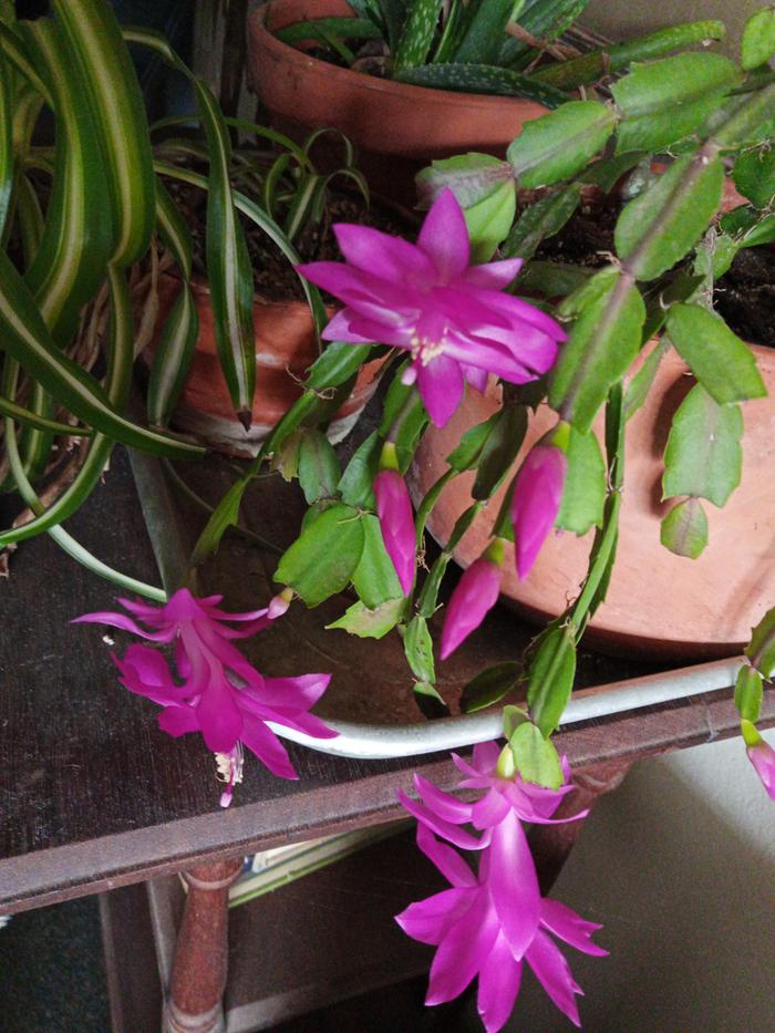 [Thumbnail for IMG_20251125_134959_602.jpg]