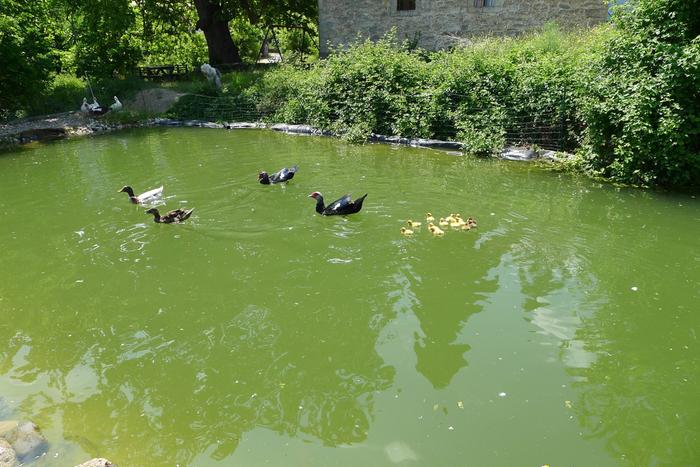 One of the 2 irrigation ponds 