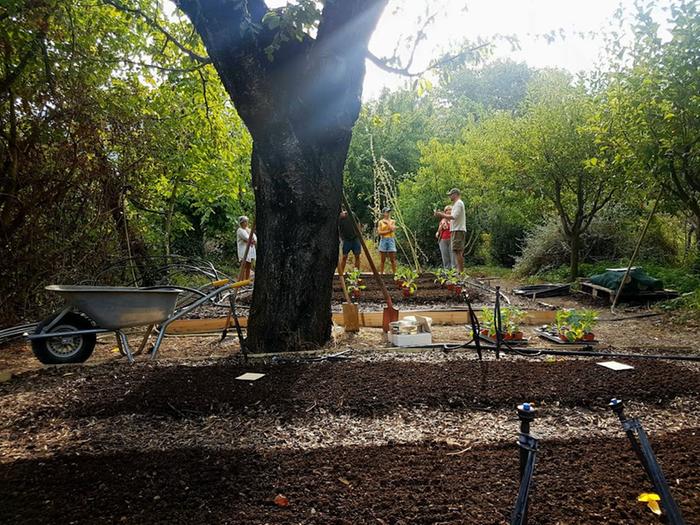 Permaculture Gardens and Food Forest 