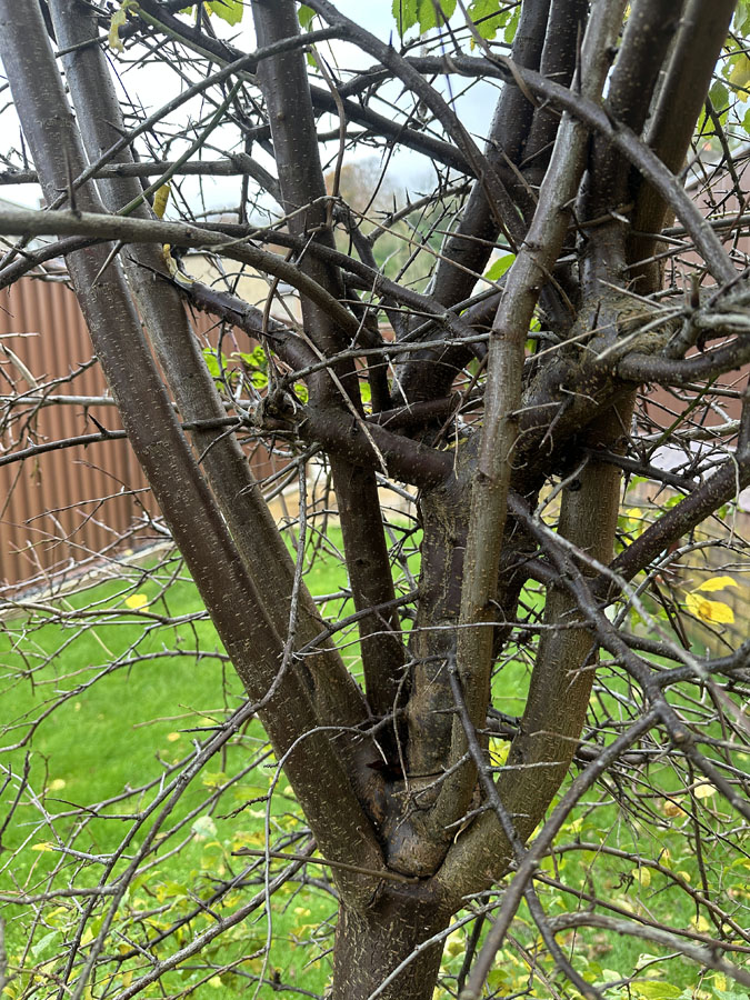 [Thumbnail for IMG_9315.JPG]