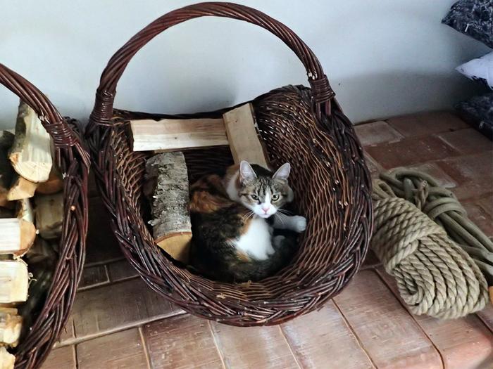 [Thumbnail for firewood.jpg]