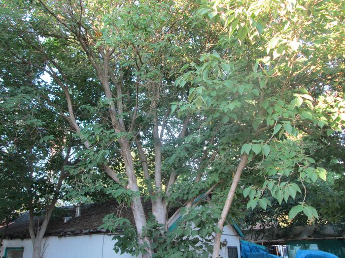 [Thumbnail for mystery-tree.JPG]