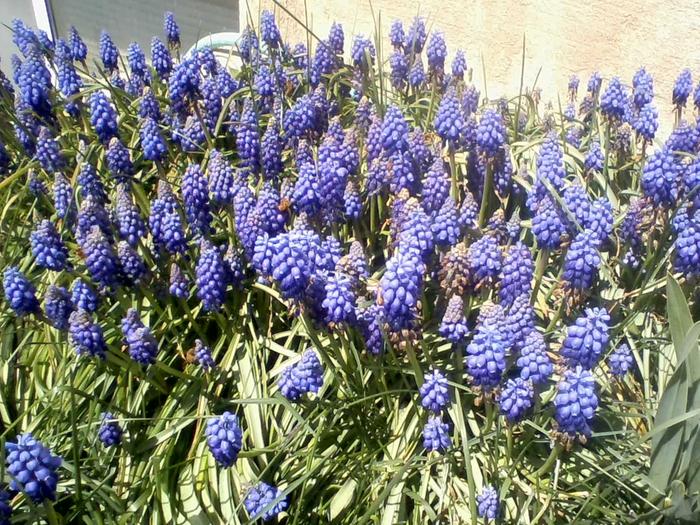 [Thumbnail for grape-hyacinth-honeybees.jpg]