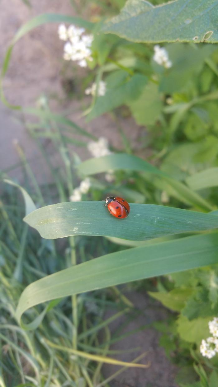 Ladybug