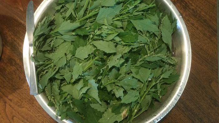 huge bowl of lambs quarter