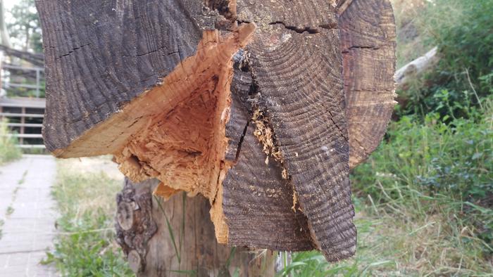 end view of chiseled log