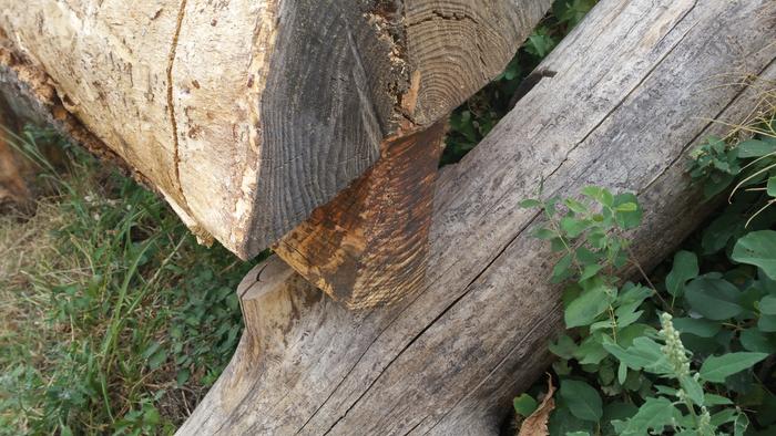 close up of tab resting on aonther log