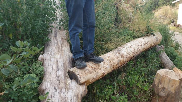 legs on top of logs