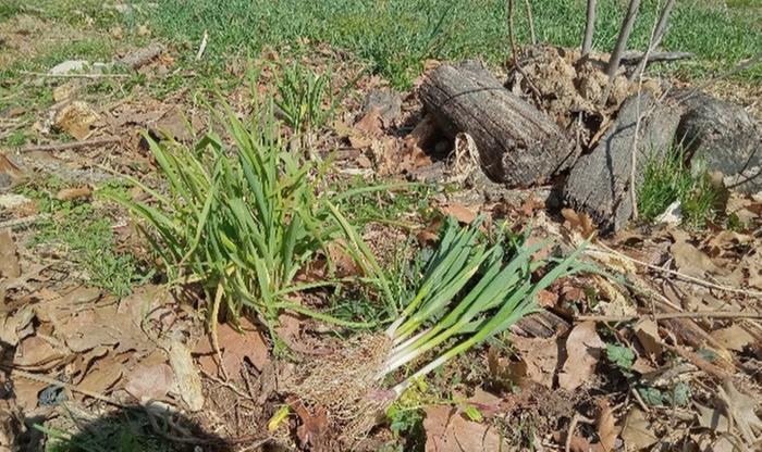 Much bigger and greener